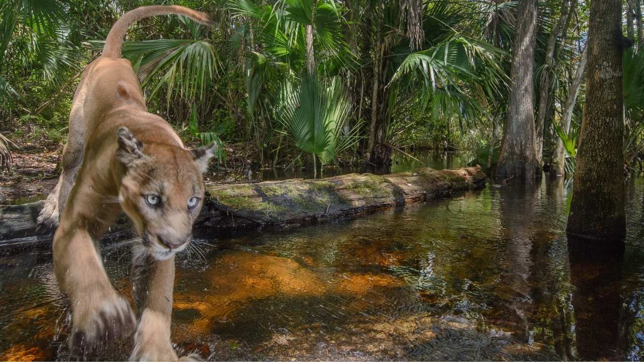 a panther running through the jungle