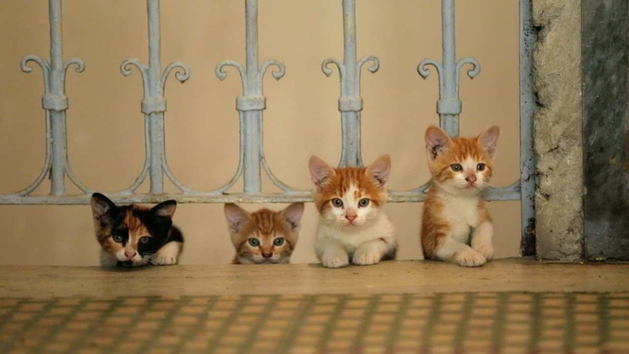 four kittens peeking from underneath a gate