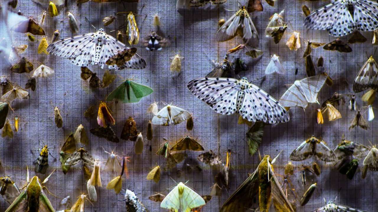 a large group of butterflies and moths