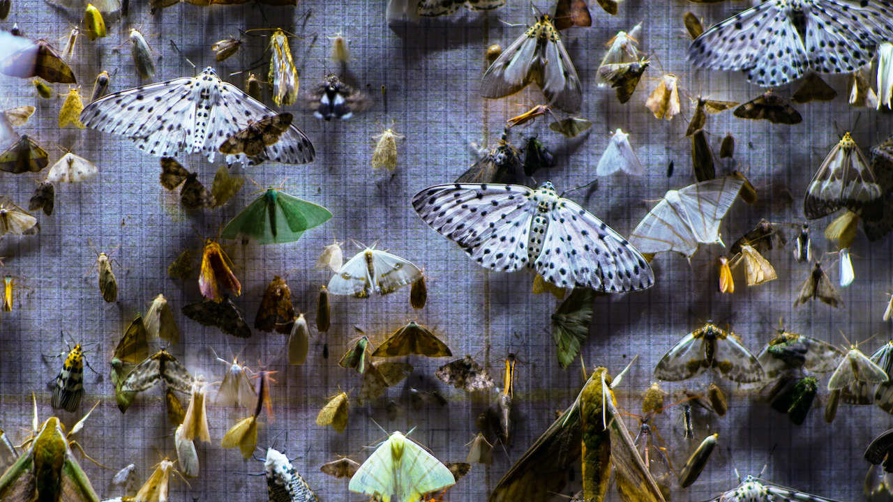 a large group of moths and butterflies on a screen