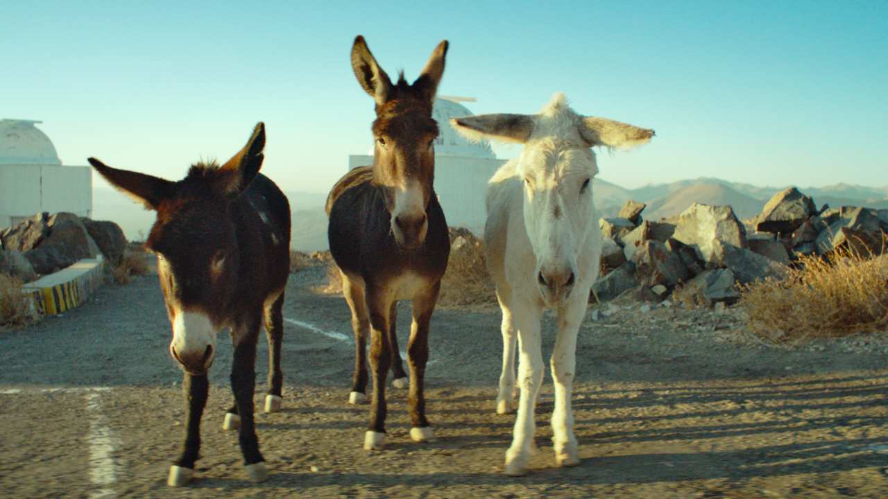 three donkeys standing on a road together
