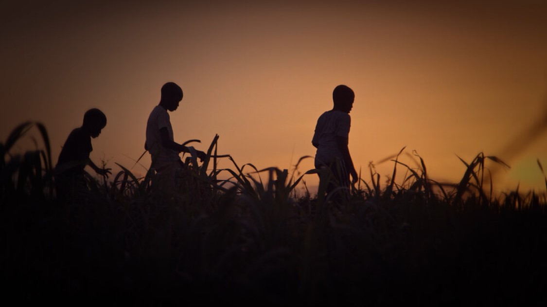 Silhouettes in a field