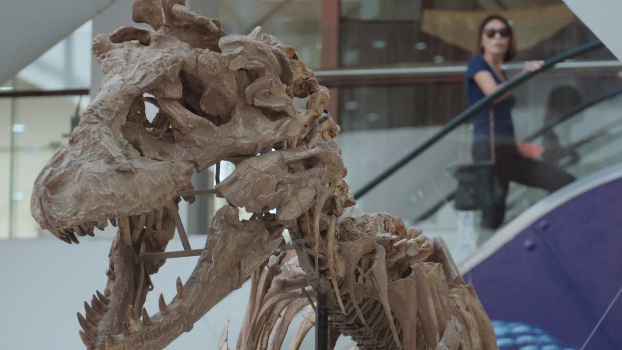 a dinosaur skeleton in a museum