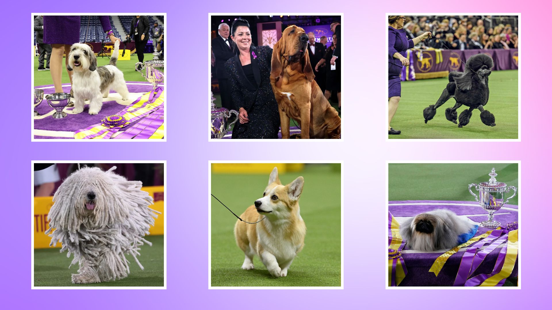 a collage of photos of dogs at a dog show